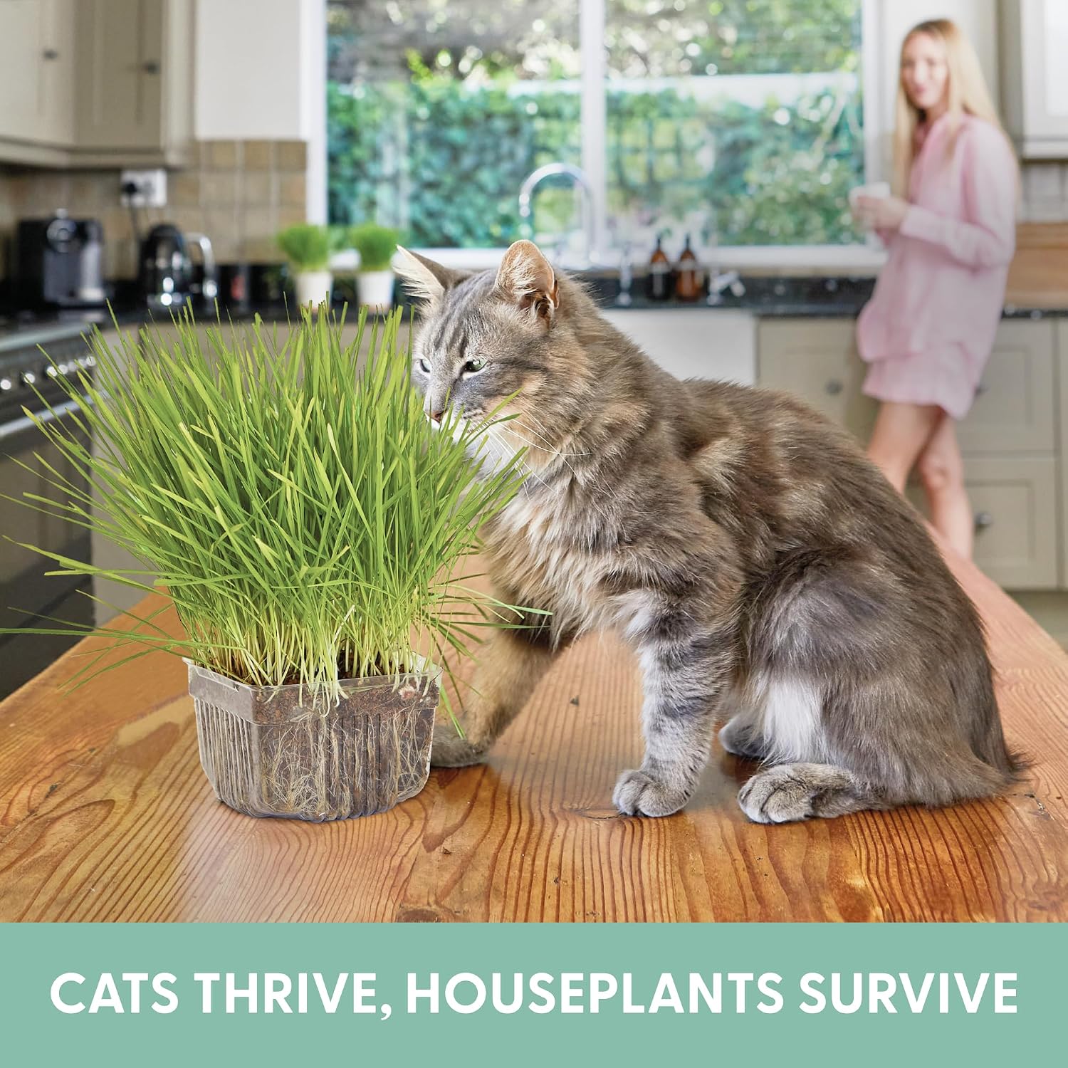The Cat Ladies organic cat grass growing kit for digestion and hairball control